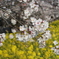 菜の花と桜2025-004