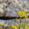 菜の花と桜2025-005