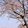 ♪　April  Come  She  Will　♬