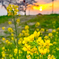 夕陽