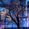 -夜桜-