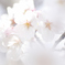 桜2025