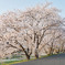 【 桜並木 】