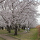 桜並木の散歩道