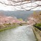山紫水明にさくら咲く～～♪
