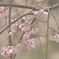 春うらら
