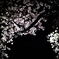 夜桜Ⅱ