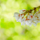桜咲く