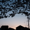 夕方桜スナップ②