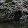 池の桜