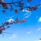 桜季節ー②