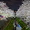 桜のライトアップ2025