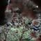 夜桜④