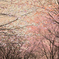 2025年の桜_248