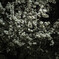 夜桜