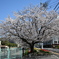 街の一本桜