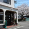 レトロなたばこ屋さんと桜
