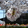桜のボール玉