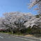 山中渓桜並木1