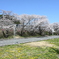 山中渓桜並木2