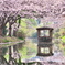 伏見十石舟と桜