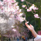 醍醐寺の桜