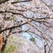 お花見