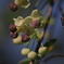 「アケビ」の花