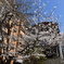 ビルと桜