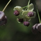 「開け実」の花