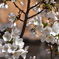 八分咲きの桜