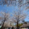 靭公園の桜②