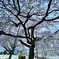 枝垂れ桜