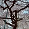 枝垂れ桜2