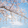 獨協大学前駅の桜