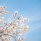 獨協大学前駅の桜