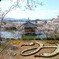 巳年の桜
