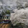 ローカル線の春-1