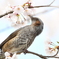サクラヒヨドリ