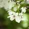 庭の桜も