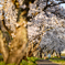 SAKURA WALK①