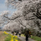 行き交う人々(塩の千本桜)