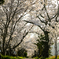 SAKURA WALK②