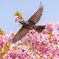児島湖 河津桜 ヒヨドリ 4