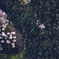 小桜