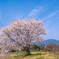 一本桜満開