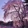 早咲きのしだれ桜