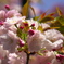 八重桜