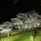 後閑城の夜桜