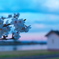 夕刻の桜